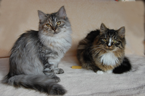 CiniMini mit Brüderchen Cuma.jpg